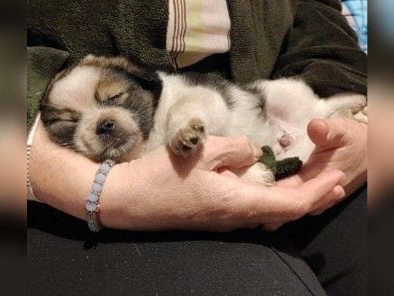 KNIRPS - süßer, kleiner Kerl sucht seine Familie