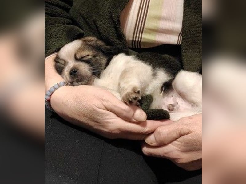 KNIRPS - süßer, kleiner Kerl sucht seine Familie