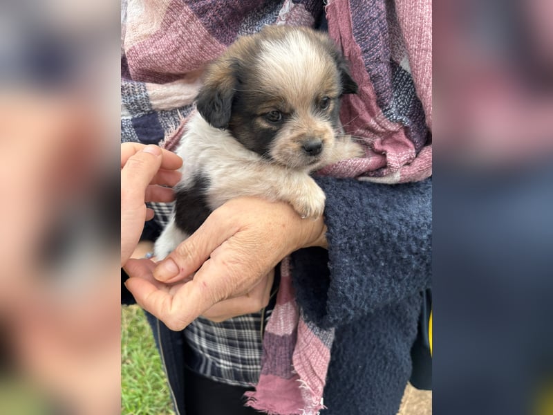 KNIRPS - süßer, kleiner Kerl sucht seine Familie