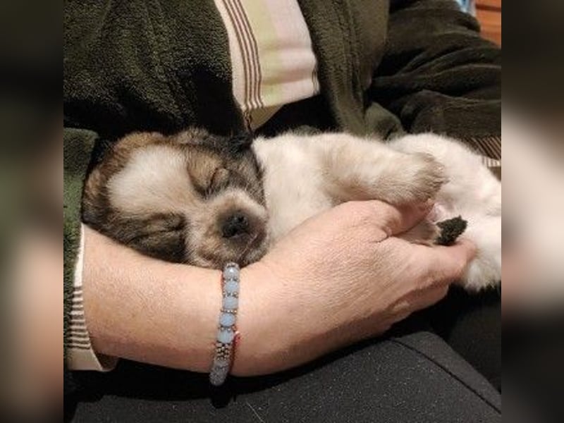 KNIRPS - süßer, kleiner Kerl sucht seine Familie