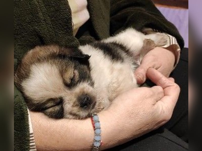 KNIRPS - süßer, kleiner Kerl sucht seine Familie