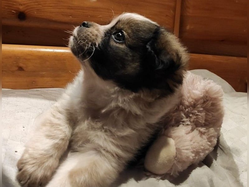 KNIRPS - süßer, kleiner Kerl sucht seine Familie