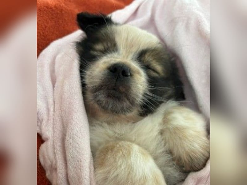 KNIRPS - süßer, kleiner Kerl sucht seine Familie