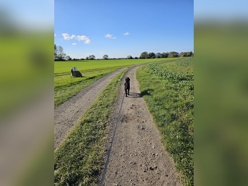 Lieber Schnauzer sucht neues Zuhause ❤️