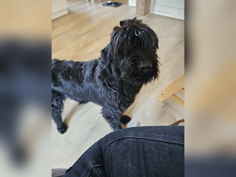 Lieber Schnauzer sucht neues Zuhause ❤️