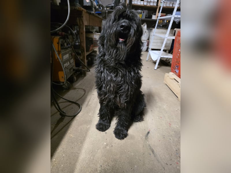 Lieber Schnauzer sucht neues Zuhause ❤️