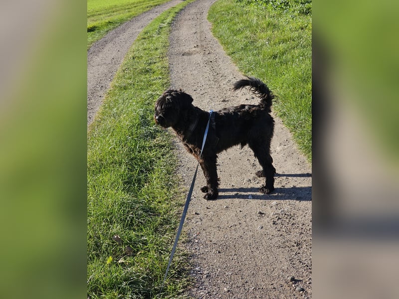 Lieber Schnauzer sucht neues Zuhause ❤️