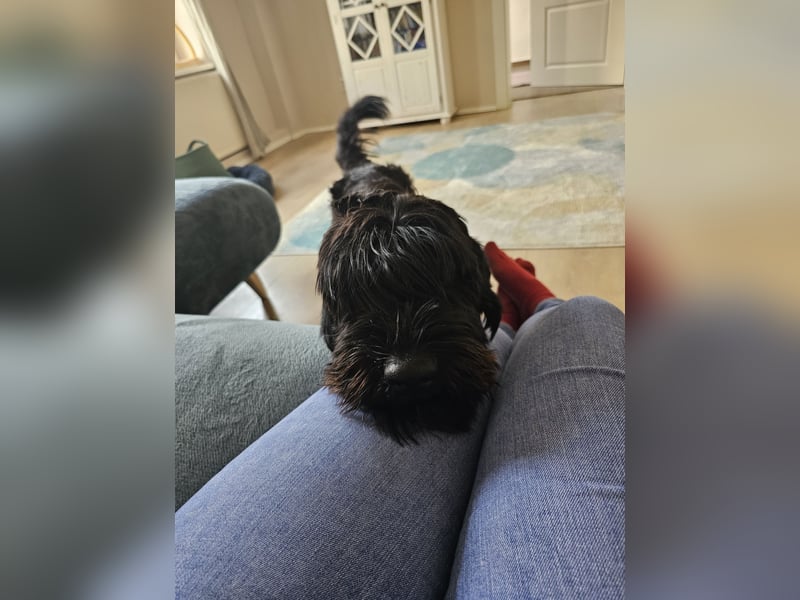 Lieber Schnauzer sucht neues Zuhause ❤️