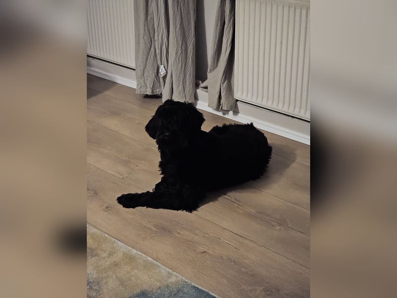 Lieber Schnauzer sucht neues Zuhause ❤️