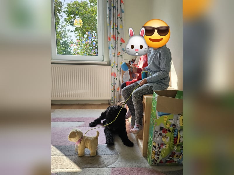Lieber Schnauzer sucht neues Zuhause ❤️