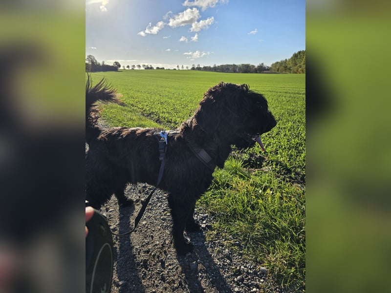 Lieber Schnauzer sucht neues Zuhause ❤️