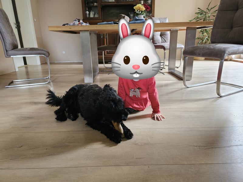 Lieber Schnauzer sucht neues Zuhause ❤️