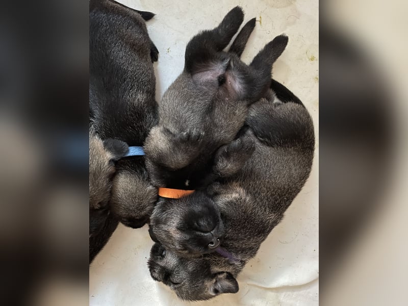 Mittelschnauzer Wurfankündigung pfeffer/salz | PSK/VDH Hobbyzucht