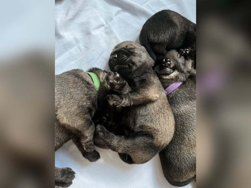 Mittelschnauzer Wurfankündigung pfeffer/salz | PSK/VDH Hobbyzucht