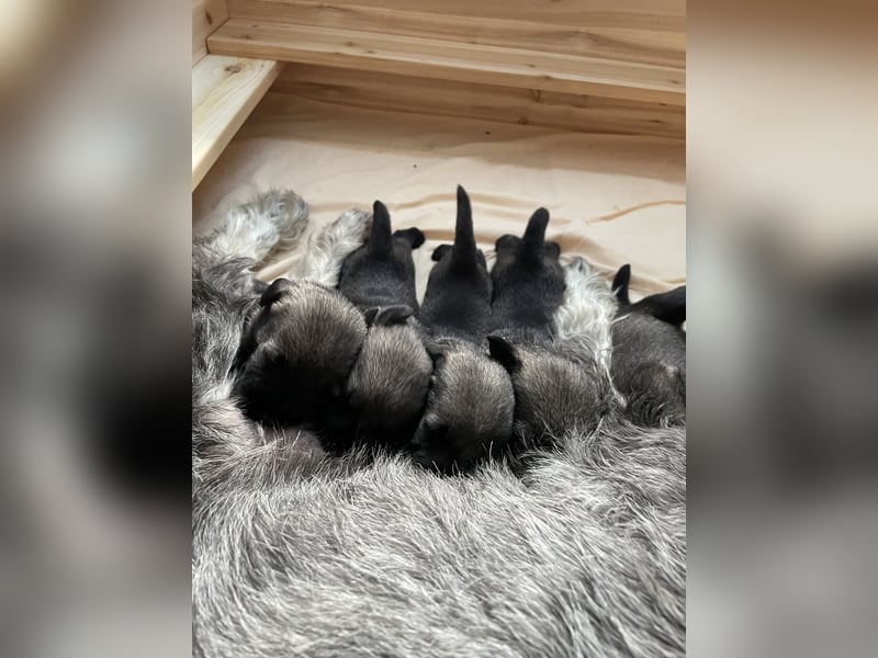 Mittelschnauzer Wurfankündigung pfeffer/salz | PSK/VDH Hobbyzucht