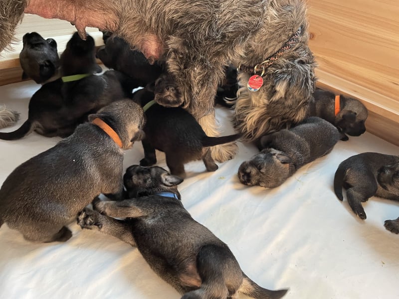 Mittelschnauzer Wurfankündigung pfeffer/salz | PSK/VDH Hobbyzucht