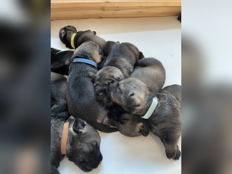 Mittelschnauzer Wurfankündigung pfeffer/salz | PSK/VDH Hobbyzucht