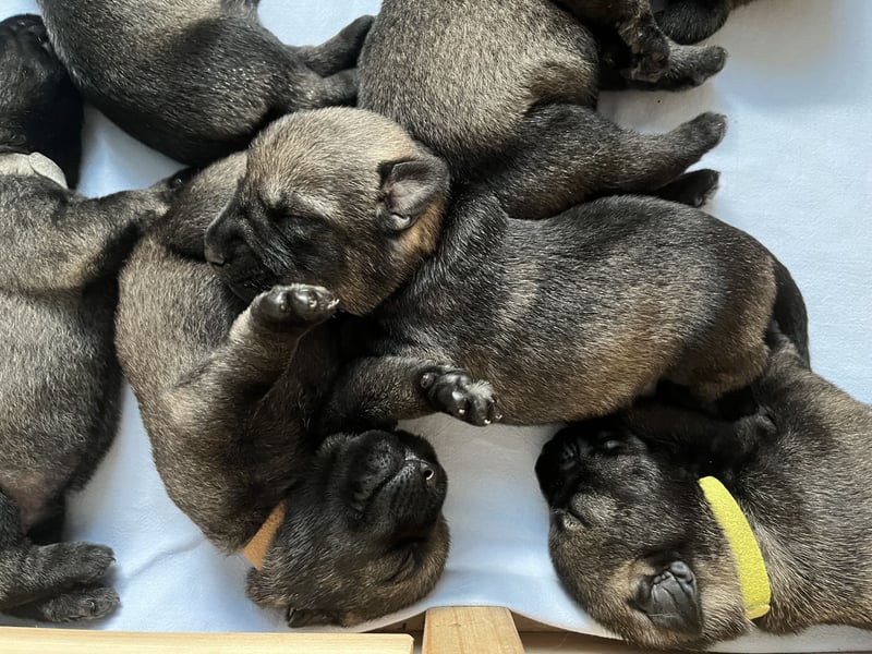 Mittelschnauzer Wurfankündigung pfeffer/salz | PSK/VDH Hobbyzucht