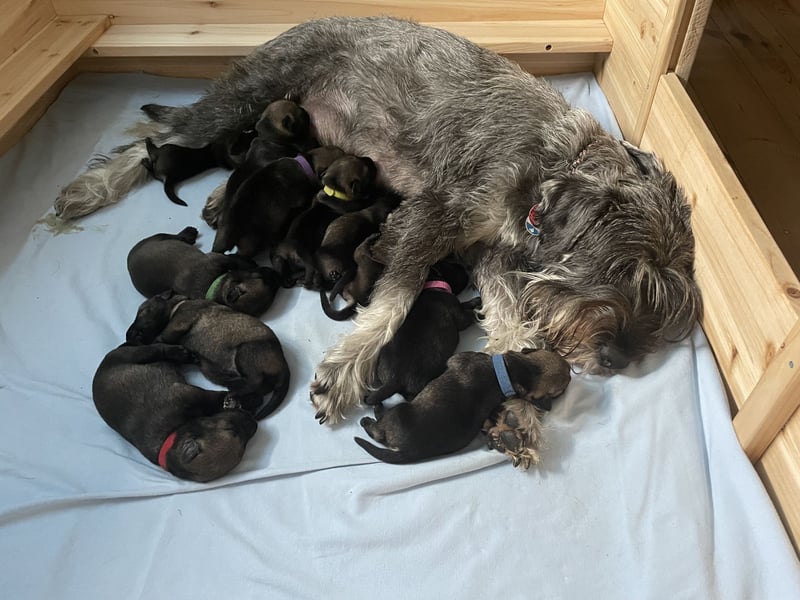 Mittelschnauzer Wurfankündigung pfeffer/salz | PSK/VDH Hobbyzucht