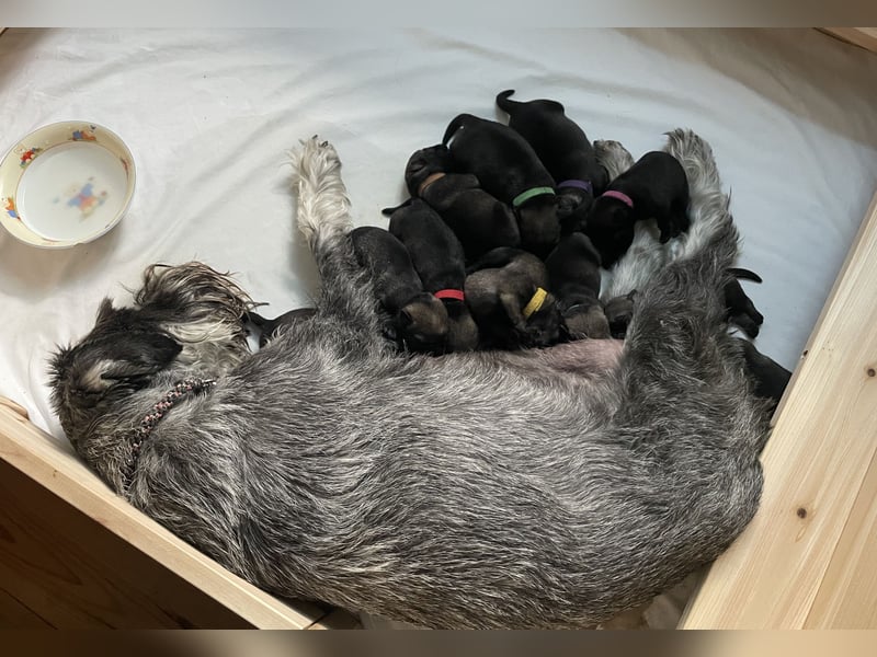 Mittelschnauzer Wurfankündigung pfeffer/salz | PSK/VDH Hobbyzucht