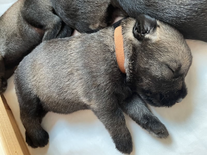 Mittelschnauzer Wurfankündigung pfeffer/salz | PSK/VDH Hobbyzucht