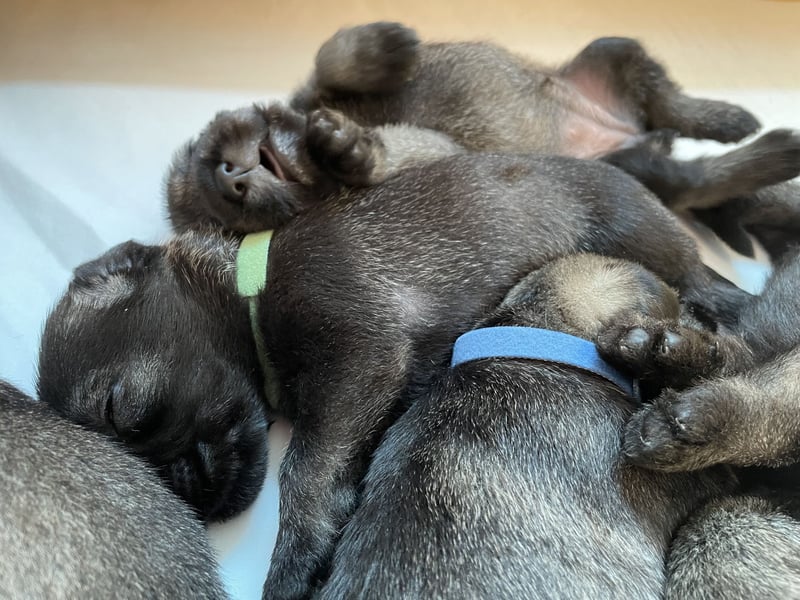 Mittelschnauzer Wurfankündigung pfeffer/salz | PSK/VDH Hobbyzucht