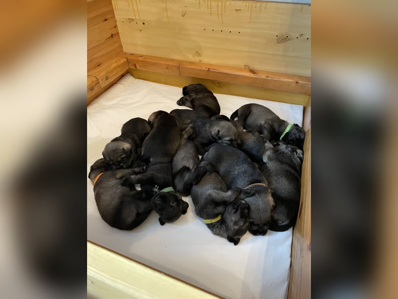Mittelschnauzer Wurfankündigung pfeffer/salz | PSK/VDH Hobbyzucht