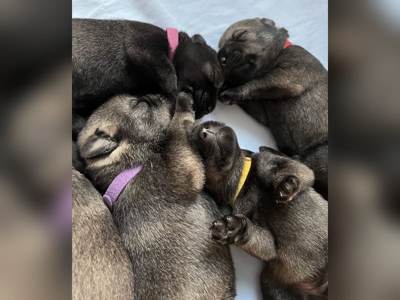 Mittelschnauzer Wurfankündigung pfeffer/salz | PSK/VDH Hobbyzucht