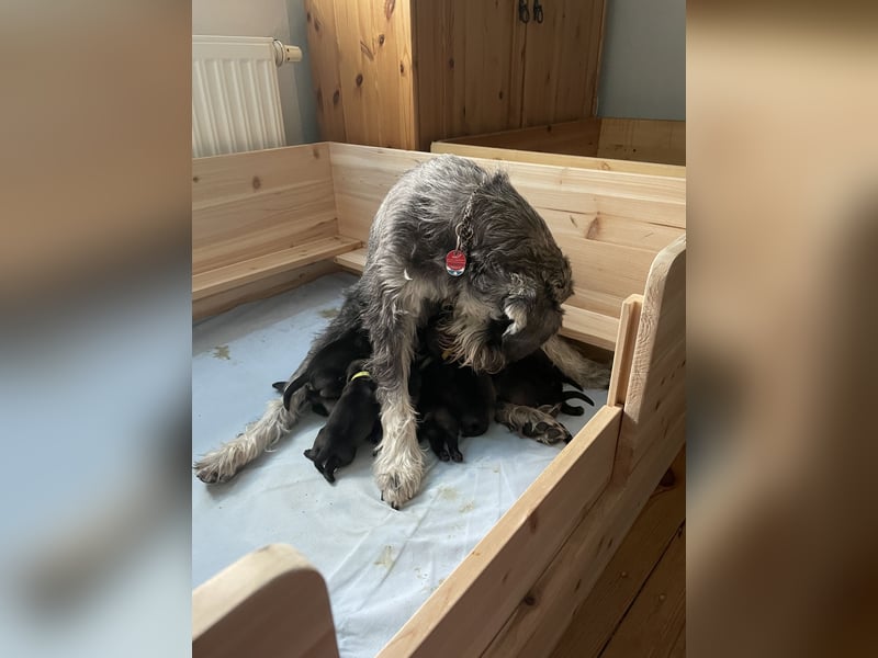 Mittelschnauzer Wurfankündigung pfeffer/salz | PSK/VDH Hobbyzucht
