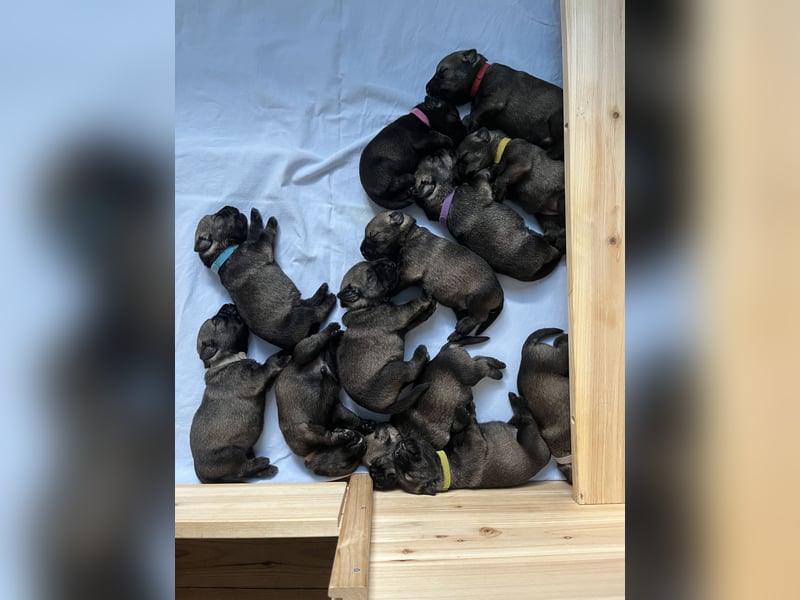 Mittelschnauzer Wurfankündigung pfeffer/salz | PSK/VDH Hobbyzucht