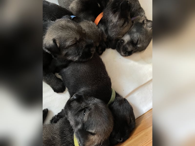 Mittelschnauzer Wurfankündigung pfeffer/salz | PSK/VDH Hobbyzucht
