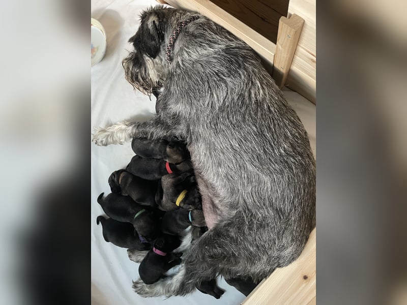 Mittelschnauzer Wurfankündigung pfeffer/salz | PSK/VDH Hobbyzucht
