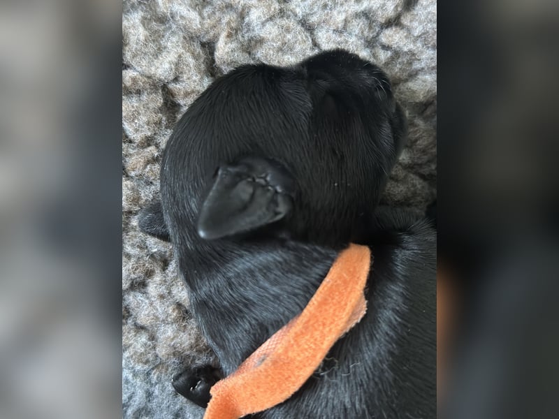 Mittelschnauzer Welpe Rüde