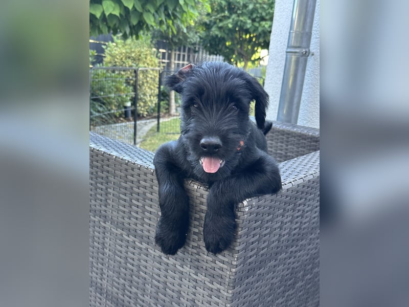 Mittelschnauzer Welpe Rüde