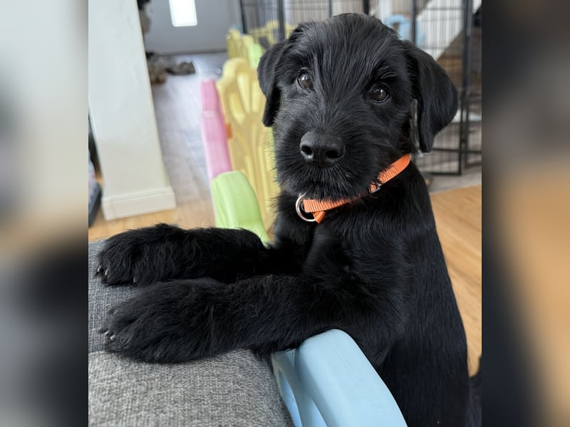 Mittelschnauzer Welpe Rüde