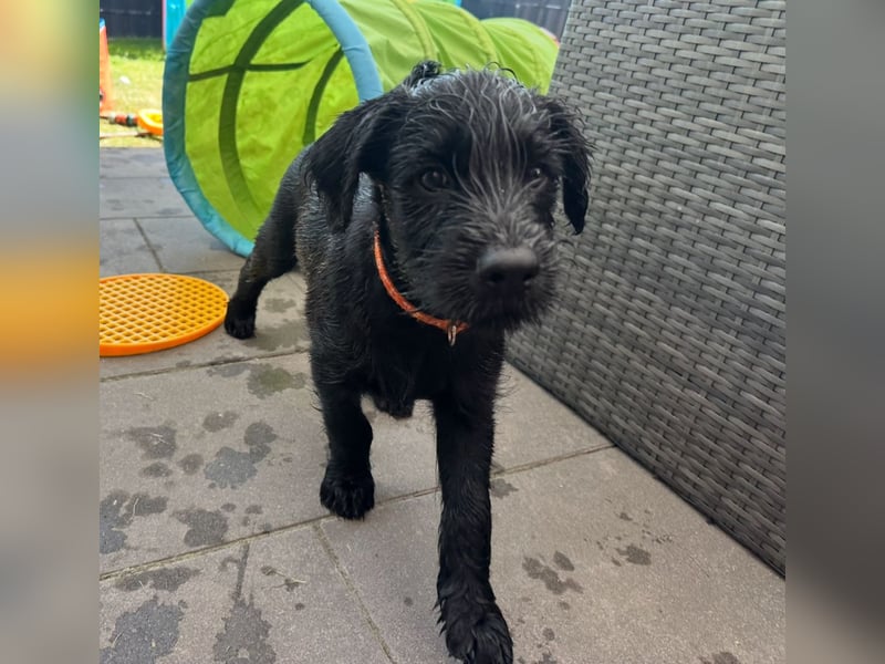 Mittelschnauzer Welpe Rüde