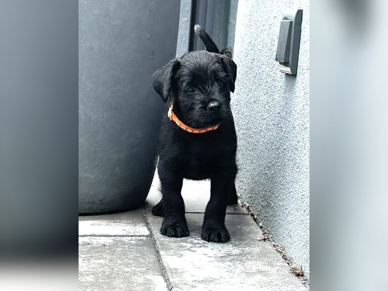 Mittelschnauzer Welpe Rüde