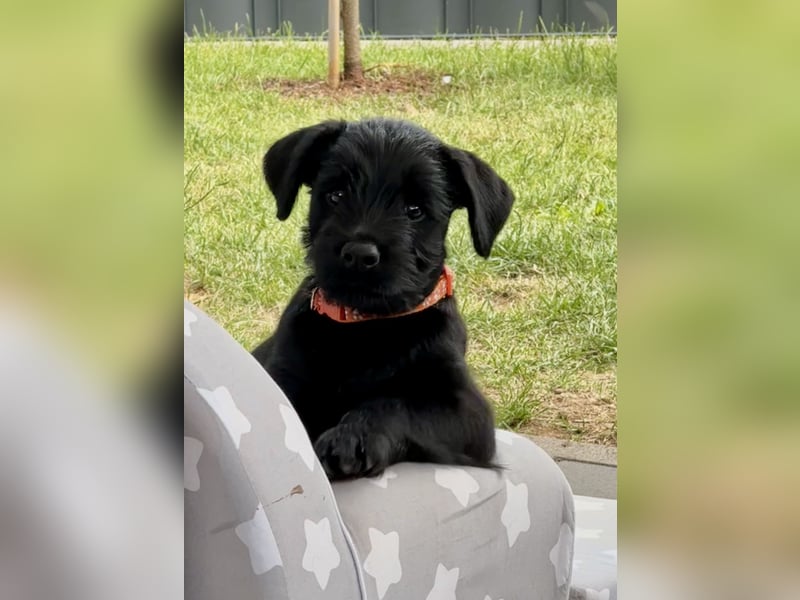Mittelschnauzer Welpe Rüde