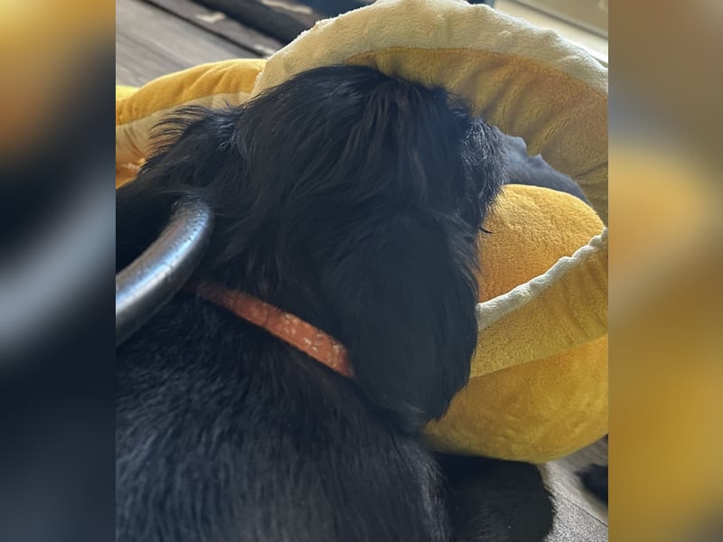 Mittelschnauzer Welpe Rüde