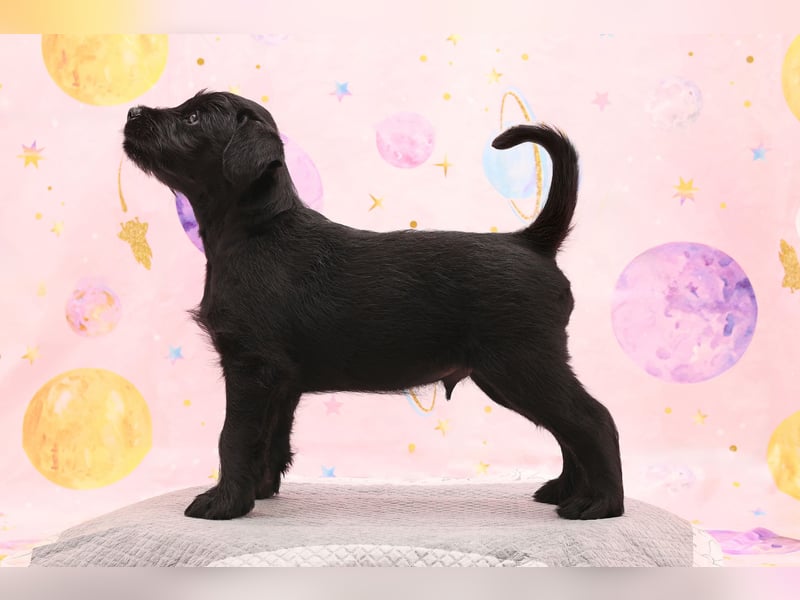 Mittelschnauzer Welpe Rüde