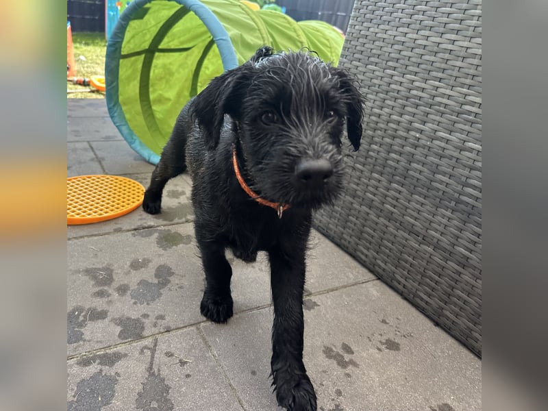 Mittelschnauzer Welpe Rüde