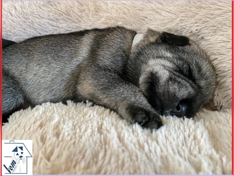 Mittelschnauzer Welpen (nicht haarend) Rüde