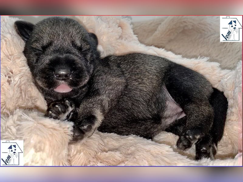 Mittelschnauzer Welpen (nicht haarend) Rüde