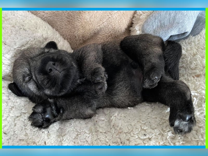 Mittelschnauzer Welpen (nicht haarend) Rüde