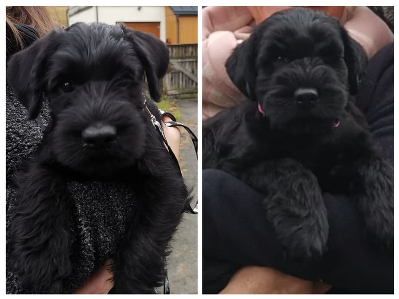 Mittelschnauzerwelpen in schwarz