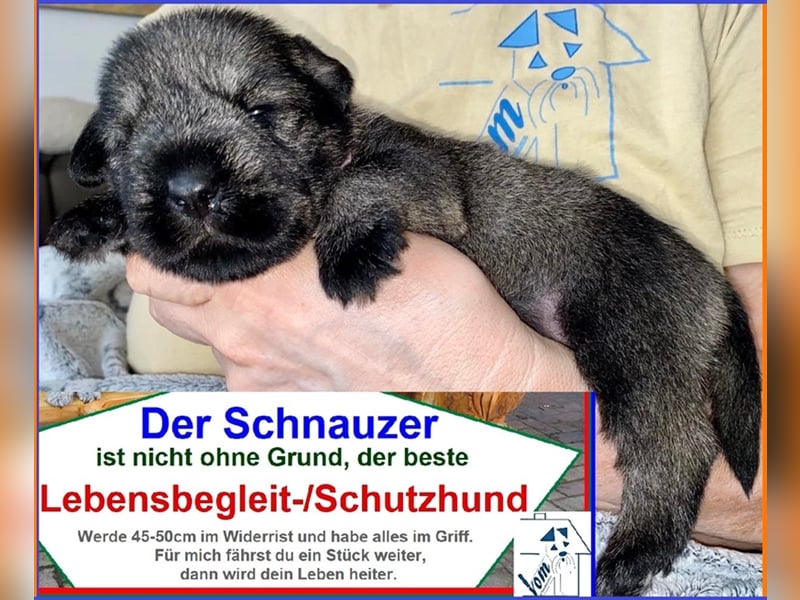 Mittelschnauzer Welpen (nicht haarend) Sommer 2025