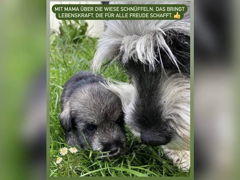 Mittelschnauzer Welpen (nicht haarend) Sommer 2025