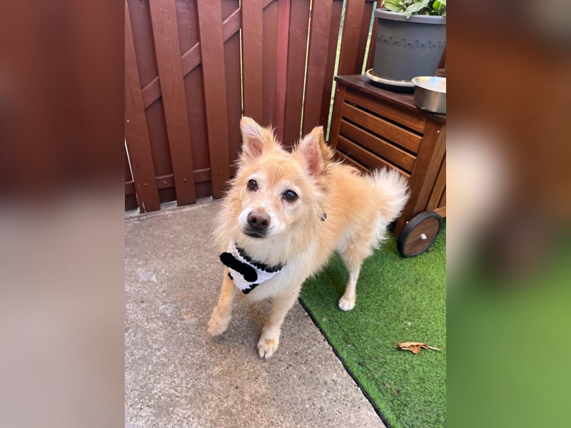 Barney SR– süßer Rüde mit jugendlichem Wesen