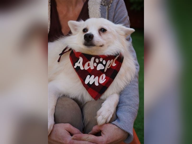 Ted SR – Sensibler Spitz sucht einfühlsames Zuhause