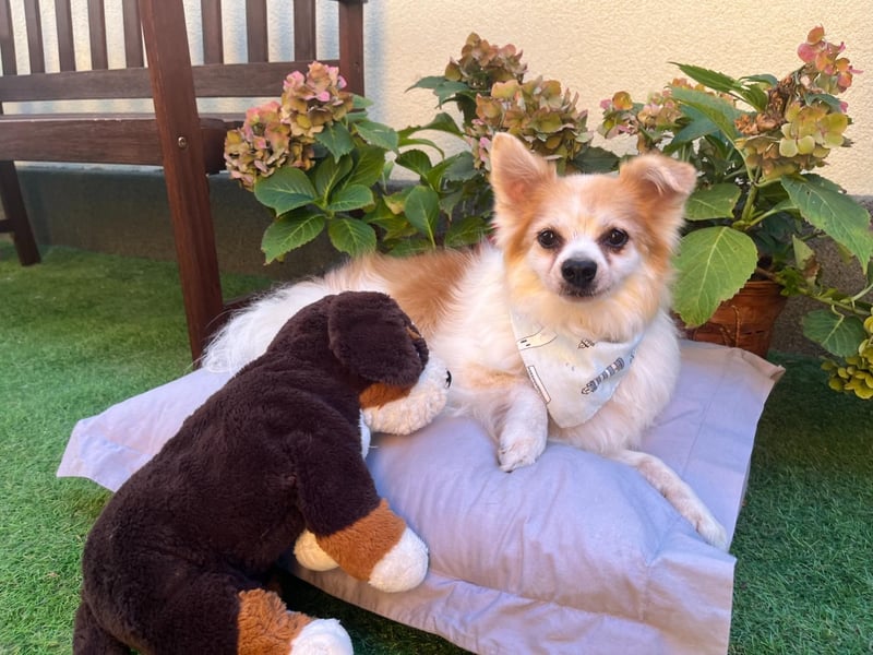 Cosmo SR– älterer Herr sucht gemütliches Sofa